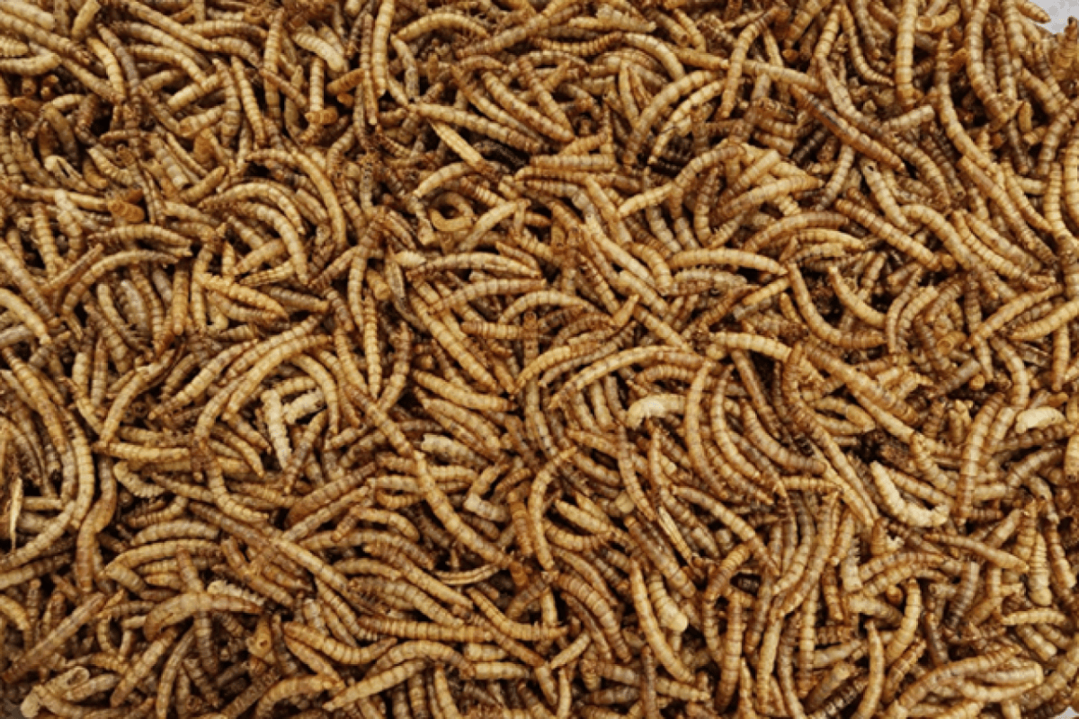 Sollten wir Insekten an unsere Haustiere verfüttern