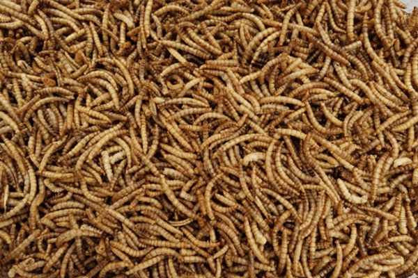 Sollen wir Insekten an unsere Haustiere verfüttern?