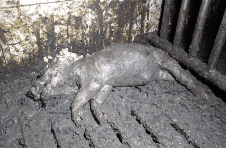 Unglaubliche Missstände in der Tierhaltung in Deutschland