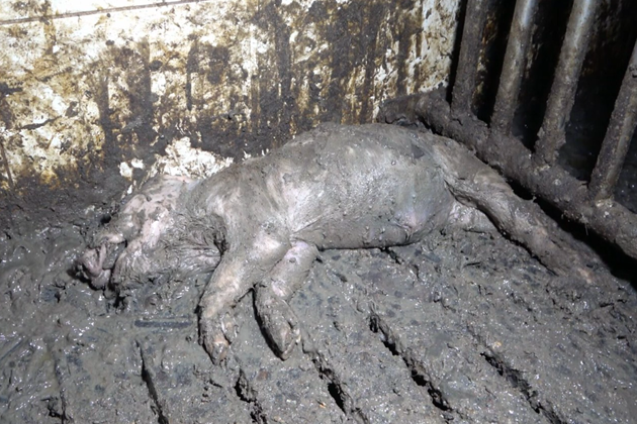 Unglaubliche Missstände in der Tierhaltung in Deutschland