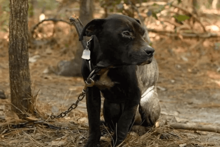 Whistleblower spielen eine Schlüsselrolle beim Schutz von Tieren vor Grausamkeit