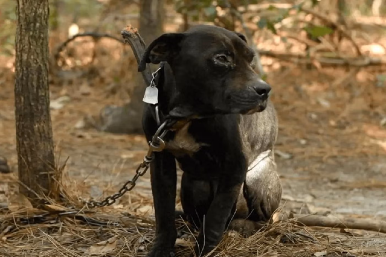 Whistleblower spielen eine Schlüsselrolle beim Schutz von Tieren vor Grausamkeit