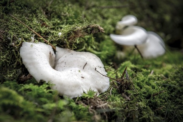 Wie Bäume durch symbiotische Beziehungen widerstandsfähiger werden