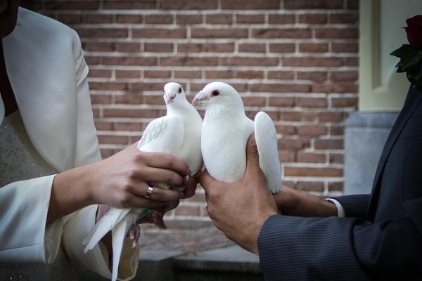 Het lijden van duiven tijdens de bruiloftshausse