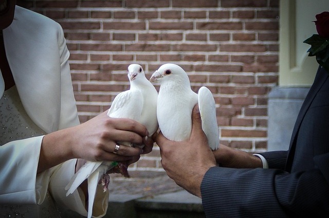Das Leid der Tauben im Hochzeitsboom