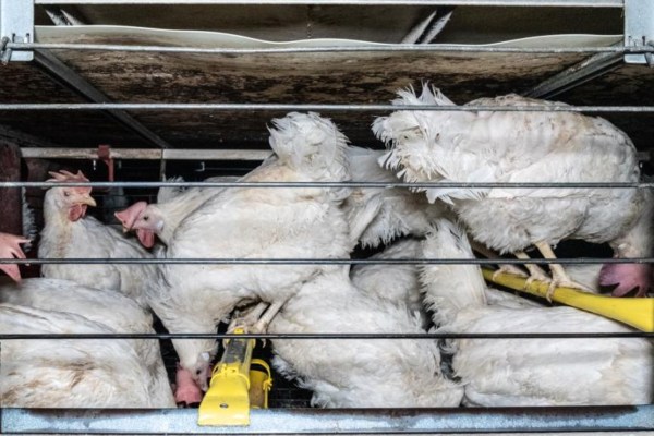 L'ascesa delle mega-fattorie: come l'agricoltura industriale conquista l'Europa