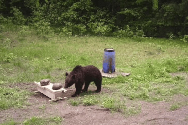Bär besucht Hauptstadt