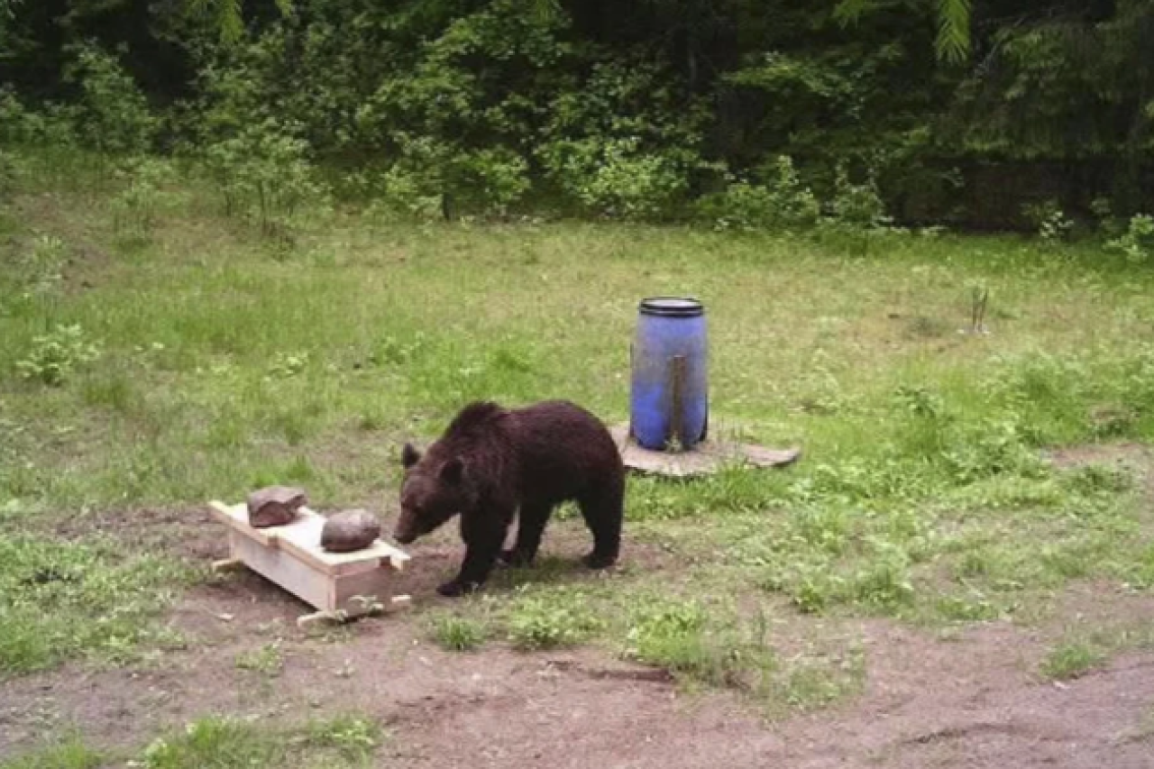 Bär besucht Hauptstadt