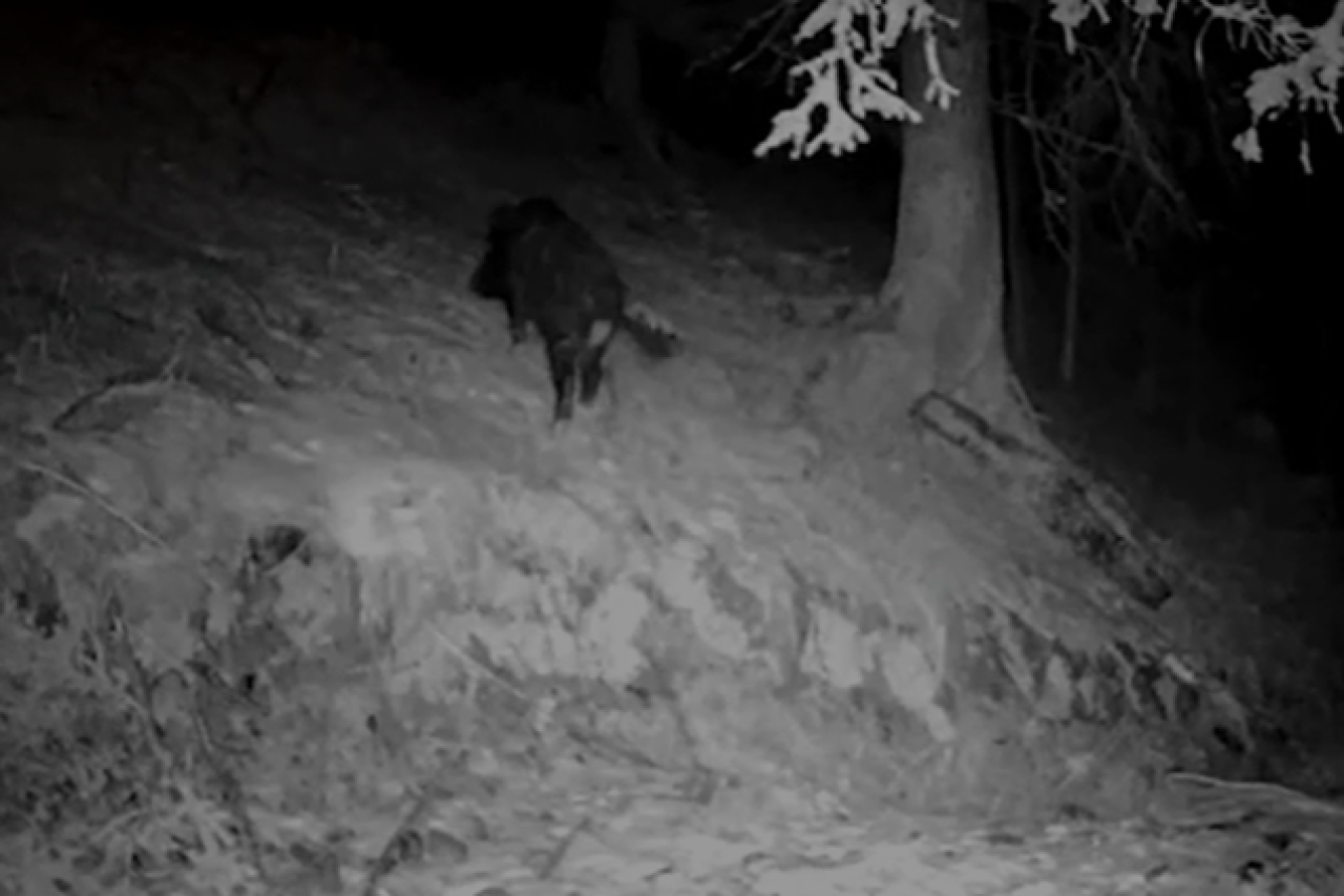 Der umstrittene Abschuss eines Wildschweins im Engadin