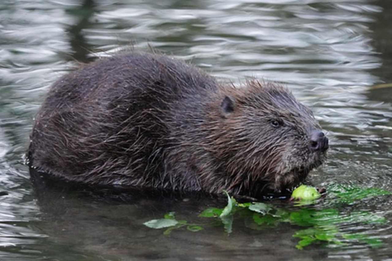 Die Rückkehr des Bibers in Portugal