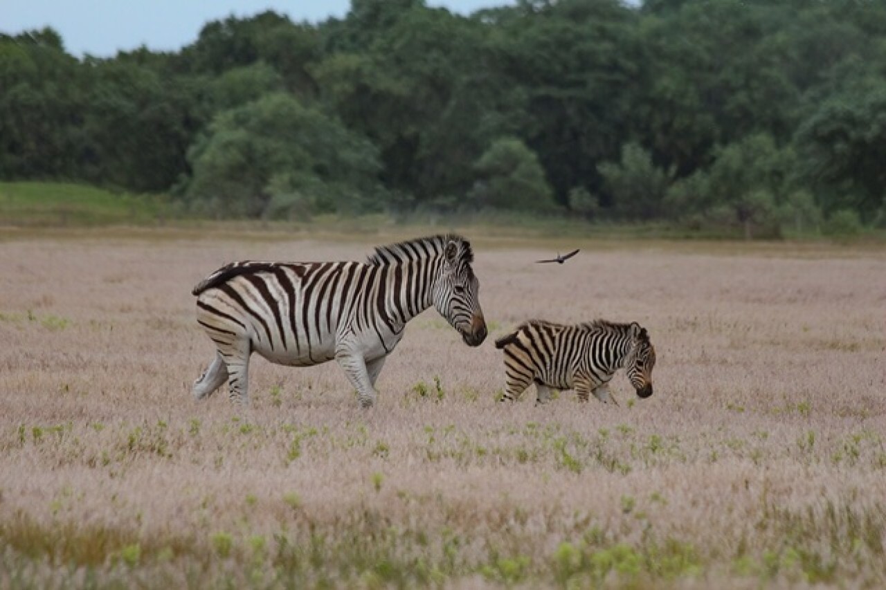 Die ukrainische Staatsanwaltschaft hat erstmals ein Umweltverbrechen vor Gericht gebracht