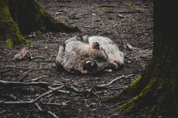 Discussione sulla regolazione della popolazione di predatori