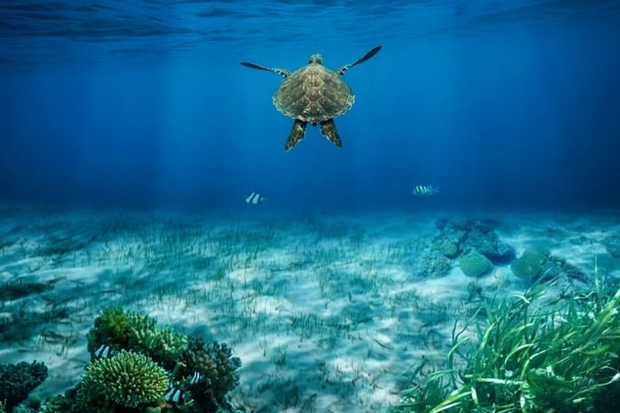 EU-Meerespakt: Schutz von Meerestieren verfehlt