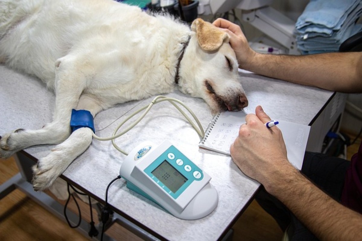Pomoc dla alergicznych psów i kotów