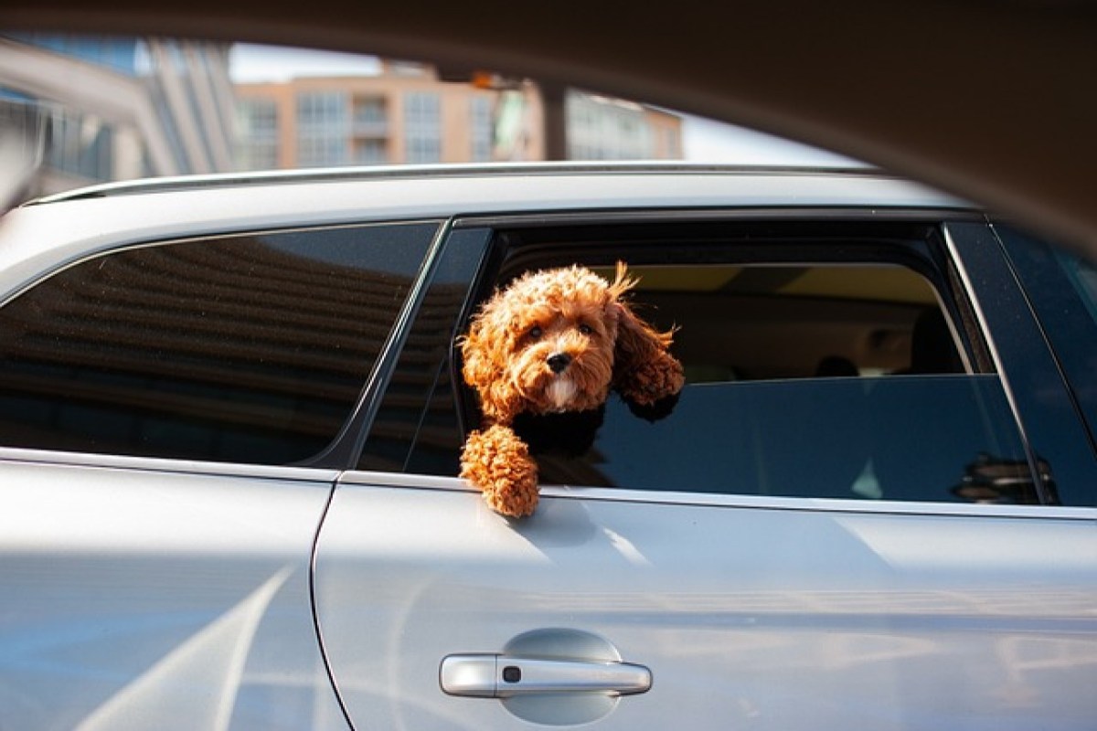 Hitzeschutz für Hunde Richtig handeln im überhitzten Auto ohne rechtliche Folgen