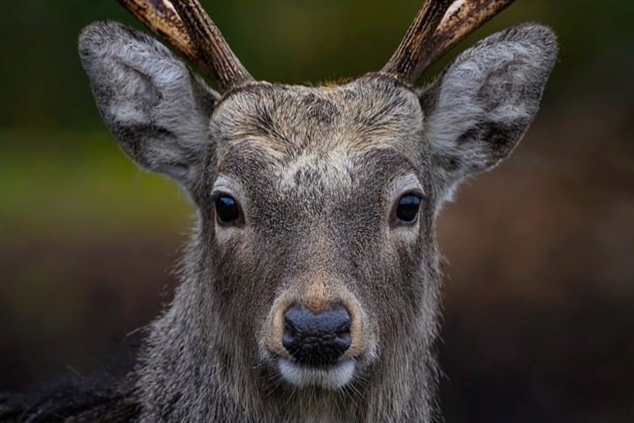 Hobby-Jäger schiesst Hirsch an – Tier leidet lange