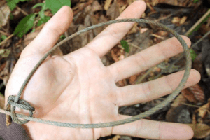 Kanton Schwyz Eldorado für Jagdverbrechen