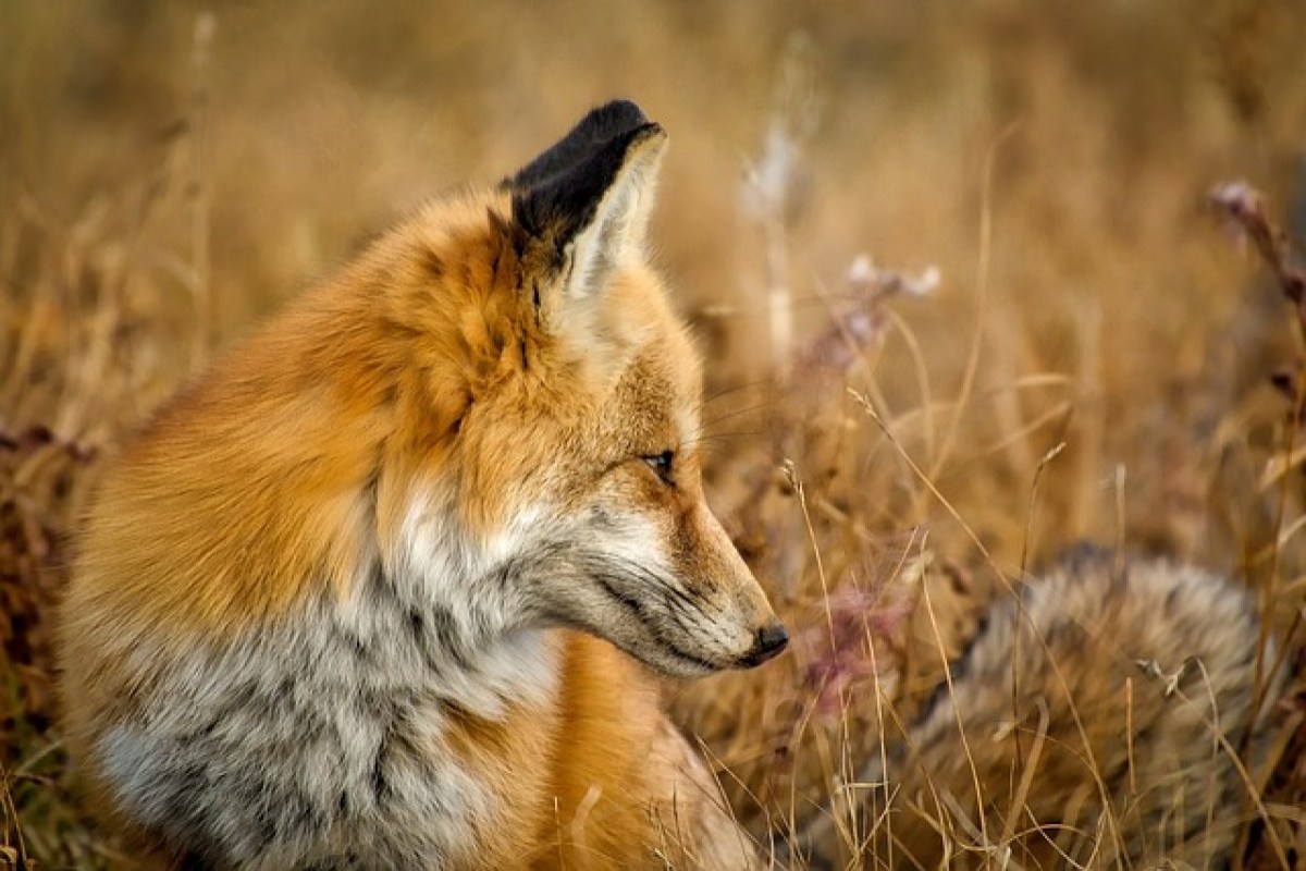 Kritik an der Novellierung der Hessischen Jagdverordnung Konflikte mit Tier- und Naturschutz