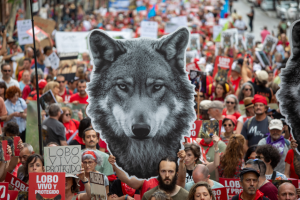 Une protestation massive en Espagne exige une protection immédiate du loup ibérique
