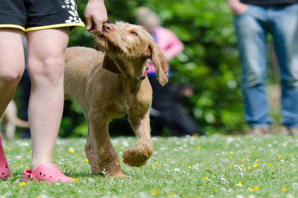 Formazione obbligatoria per tutti i cani nel canton Zurigo