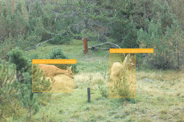 KI revolutioniert die Wildtierbeobachtung in den Alpen