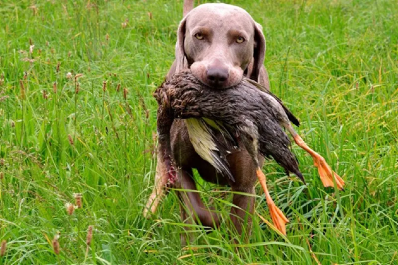 Tierschutzbund fordert Reform des Jagdgesetzes in RLP