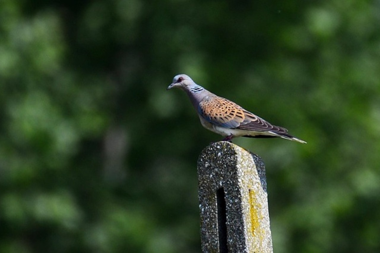 Turteltaube in der Schweiz