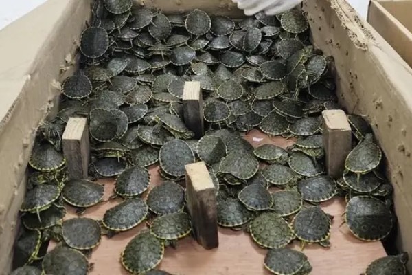 Oltre 3400 cuccioli di tartaruga protetti liberati dal commercio illegale in Messico