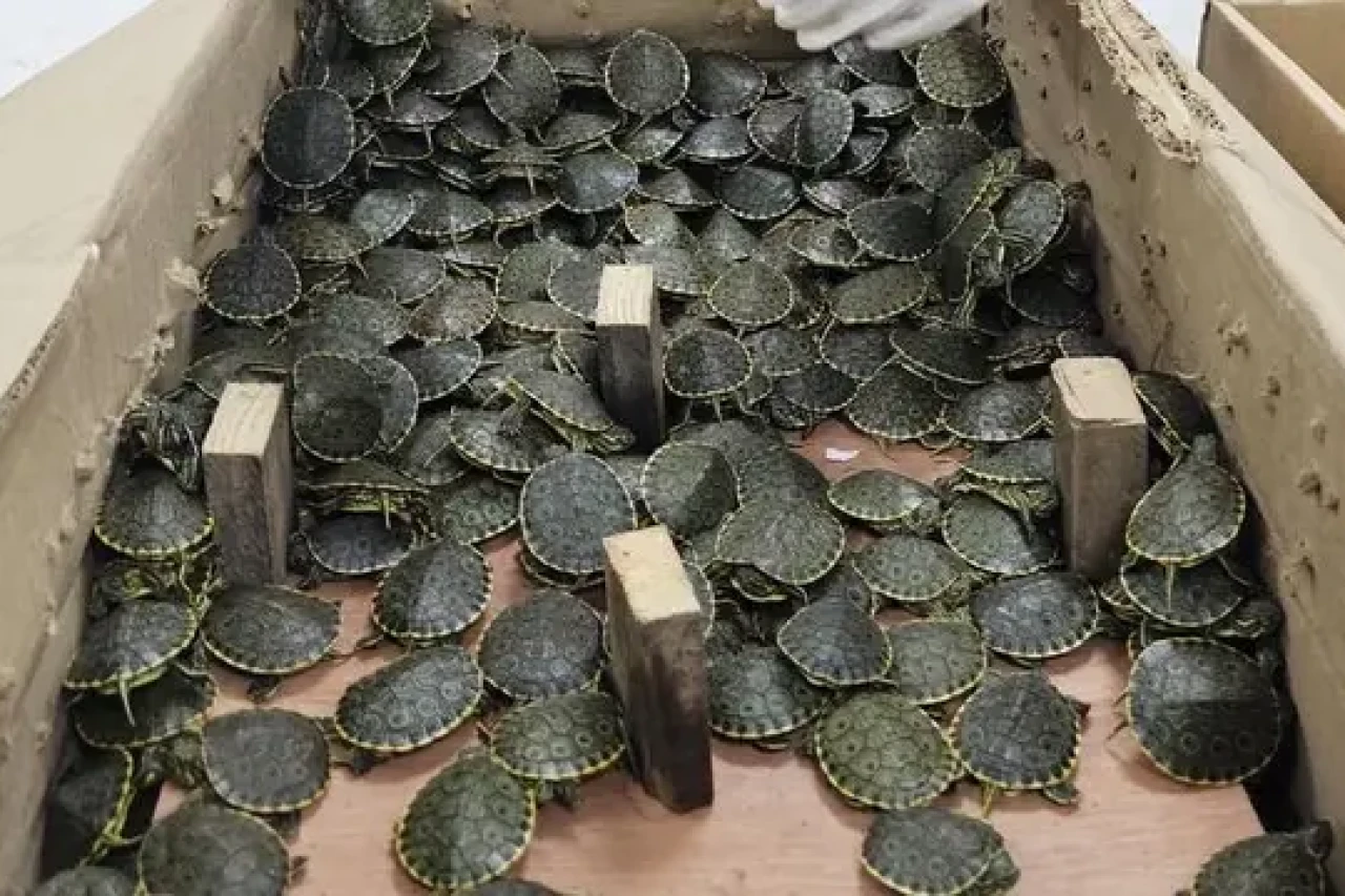 Over 3,400 protected baby turtles seized from illegal trade in Mexico