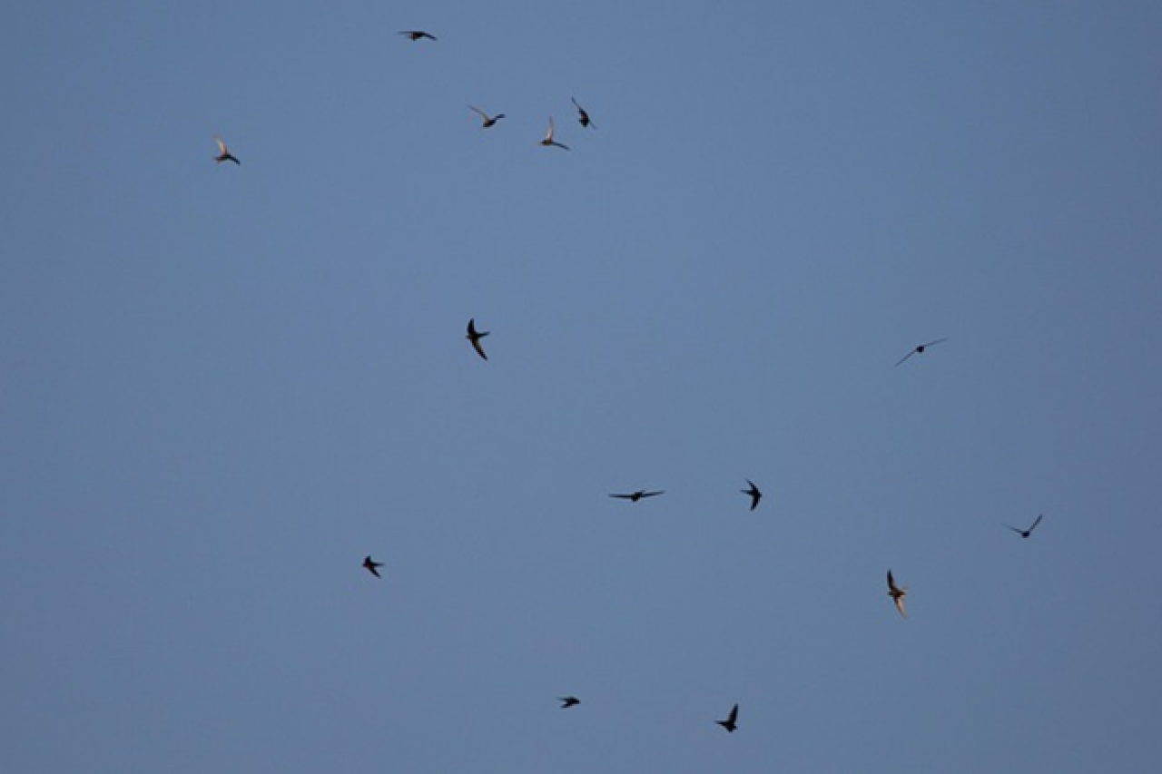 Vögel in Gefahr: Plastikverschmutzung bedroht Seglerarten in Europa