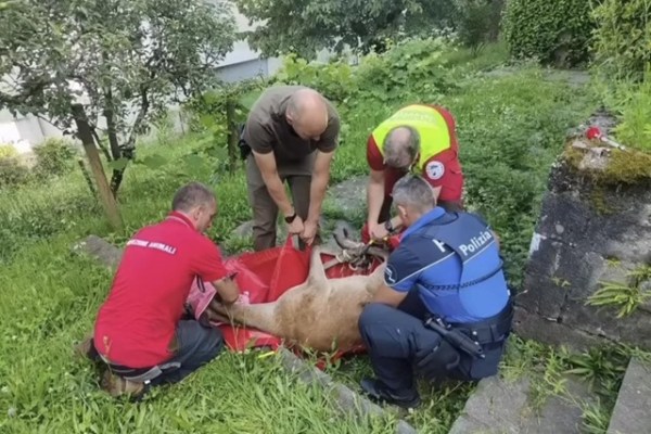 Perché bisogna chiamare la protezione degli animali e non il guardiacaccia