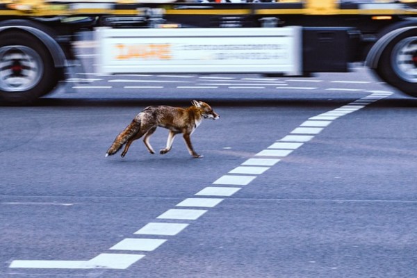 Wenn ein Fuchs in London „Hilfe“ ruft, ist oft schon ein Krankenwagen unterwegs