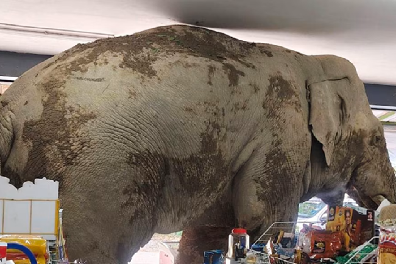 Wilder Elefant sorgt für Aufregung in thailändischem Lebensmittelgeschäft