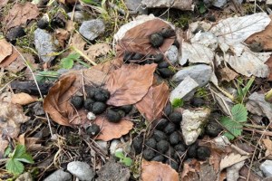 Wildtiere in der Schweiz sind mit Plastik verseucht