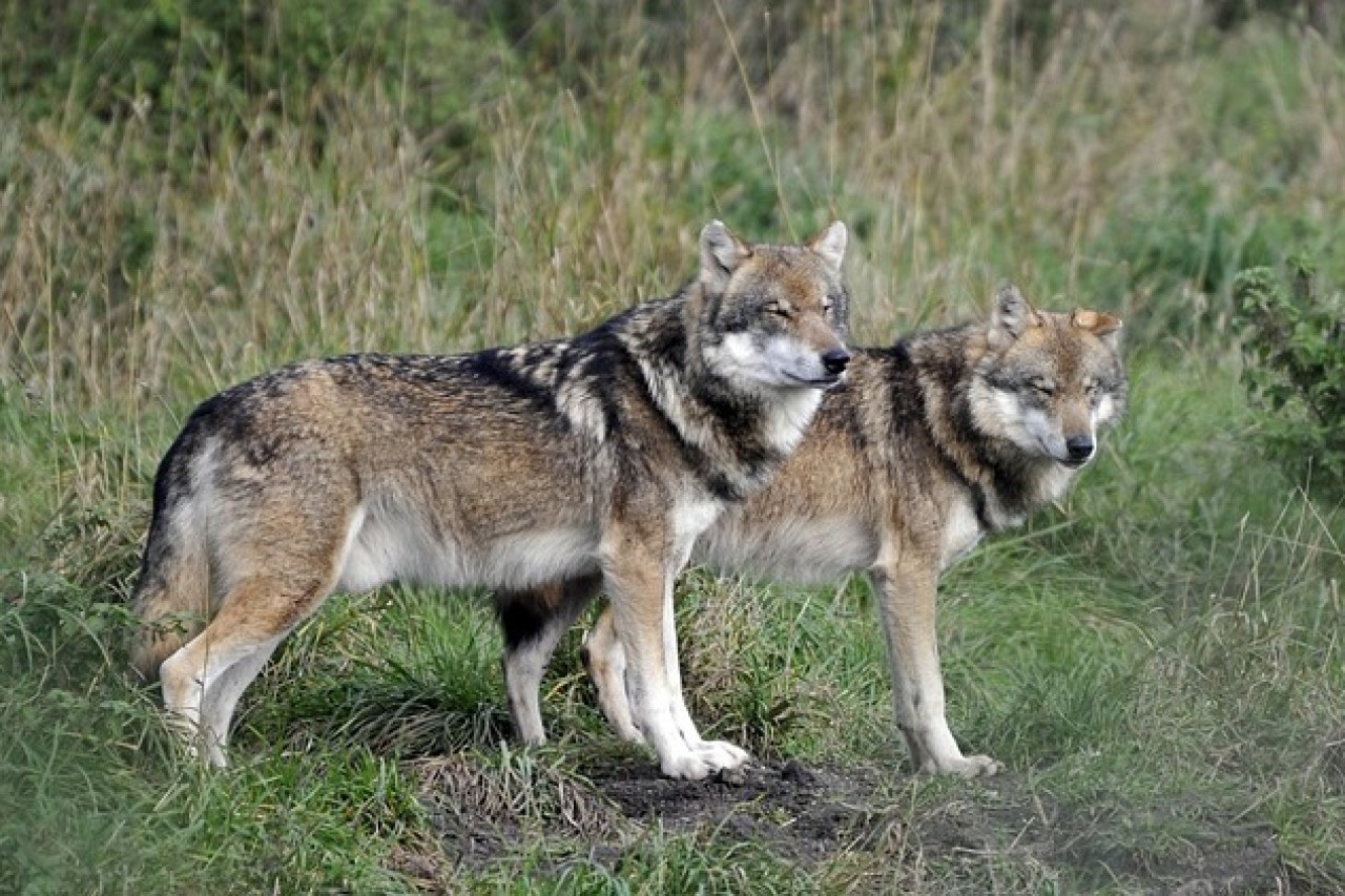 Wölfe an der Weggabelung: Ein Aufruf zum Schutz unserer Ökosysteme