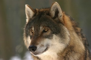 Wolfs-Angriffe gehen in Brandenburg stark zurück