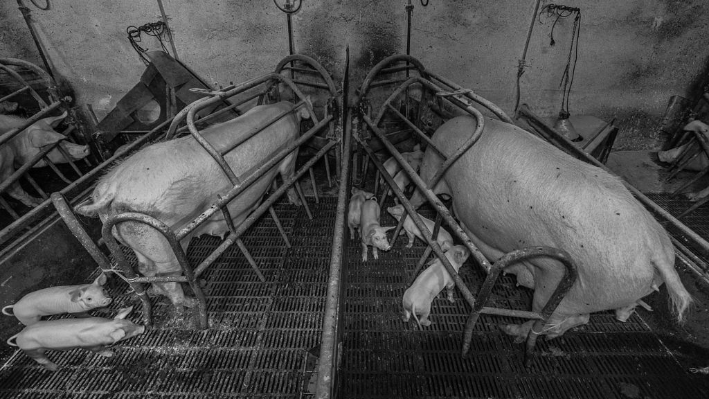 Pigs in an intensive farming operation, visible in cramped housing facilities with limited space.