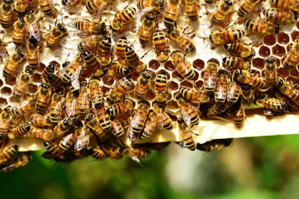 24 Menschen bei massivem Bienenangriff in Frankreich verletzt
