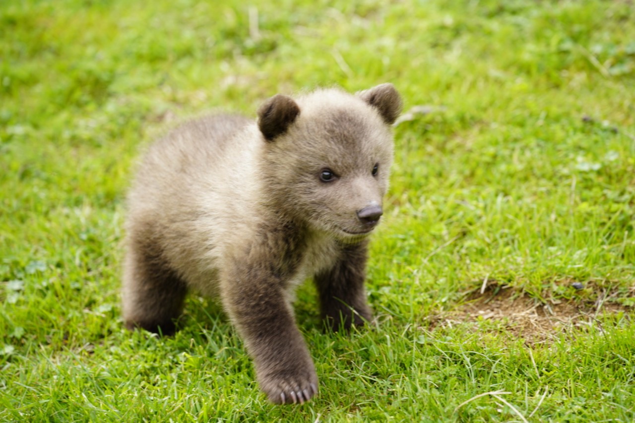 Dori: Die bewegende Geschichte eines verwaisten Bären