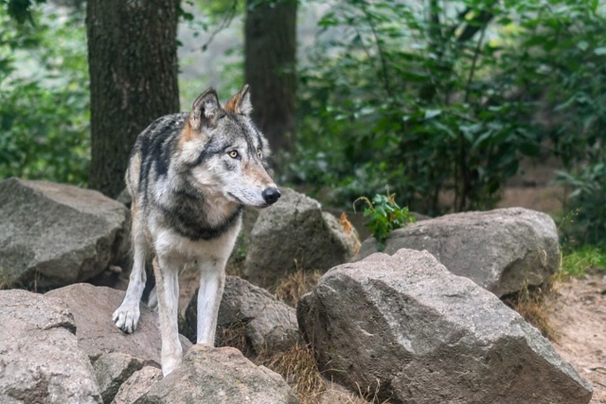 Erhaltungszustand des Wolfs soll auch in Österreich politisch manipuliert werden