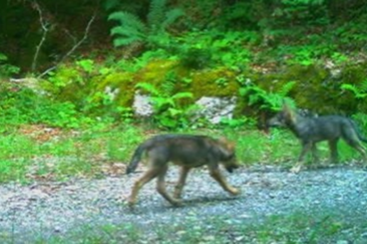 Erstes Wolfsrudel im Kanton Schwyz Neue Entwicklungen und Monitoringmassnahmen