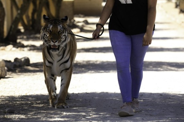 Bas les pattes des animaux sauvages en vacances