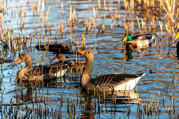 Mise à mort d'oies au lac des Trois-Frontières : PETA critique vivement