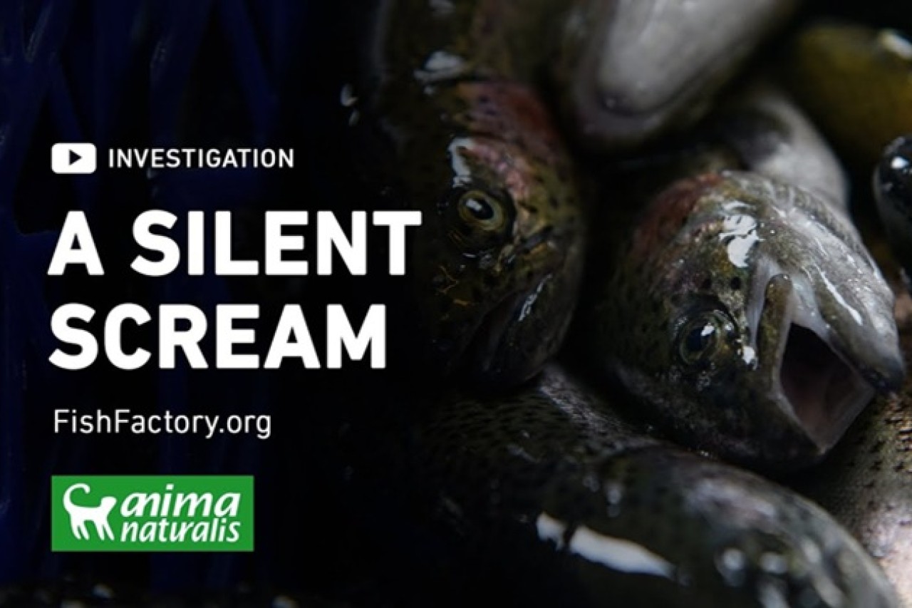 Grausame Behandlung von Forellen in spanischen Fischfarmen entdeckt