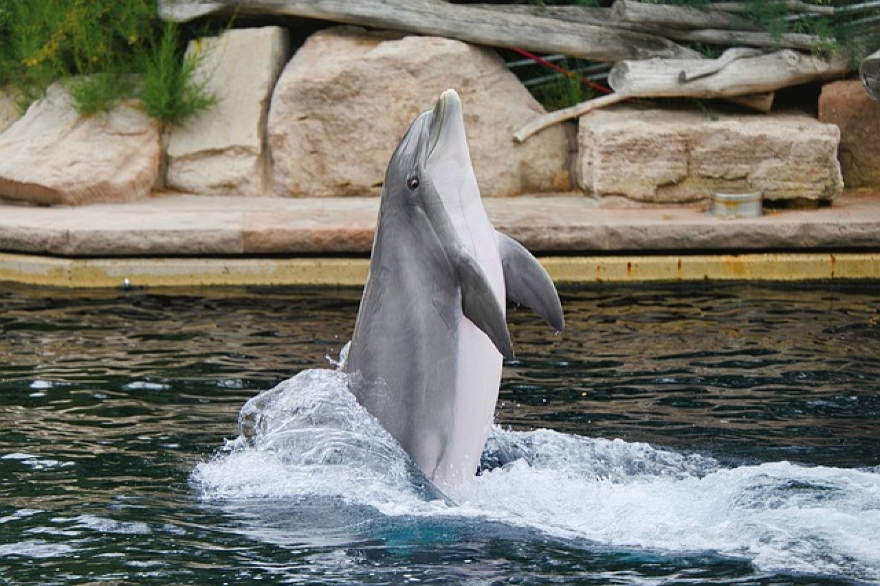 Grösster Delfin-Friedhof der Welt feiert