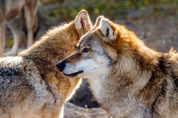 Herabstufung des Wolfsschutzes ist rechtswidrig und riskant