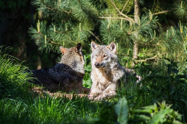 Déclassement de la protection du loup : juridiquement contestable