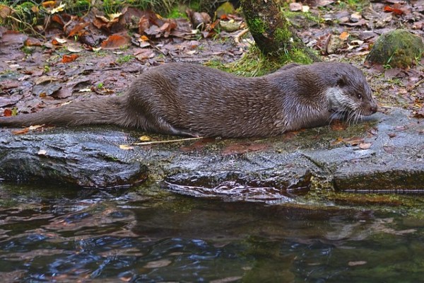 Camouflet pour la chasse à la loutre en Haute-Franconie
