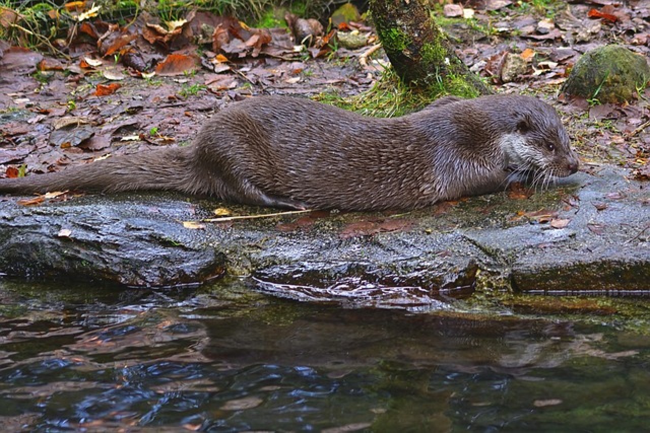 Slap in the face for otter hunting in Upper Franconia