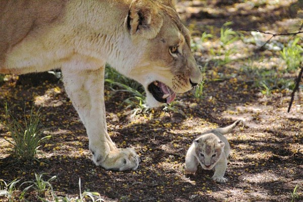Löwenbabys im Zoo Köln: Gezüchtet und getötet